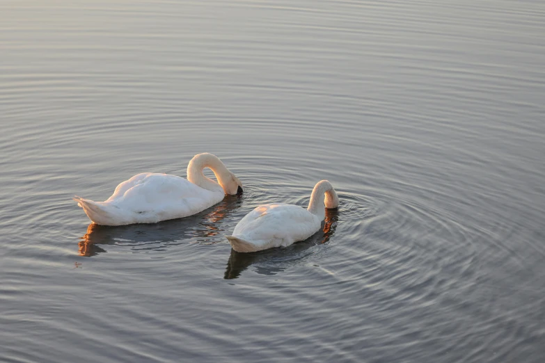 two swans floating in the water with each other