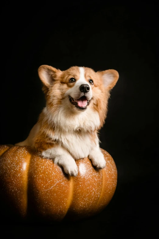 a dog sitting on top of a pumpkin