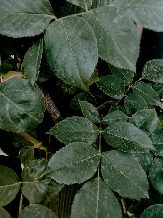 green leafy plants with water drops falling off them