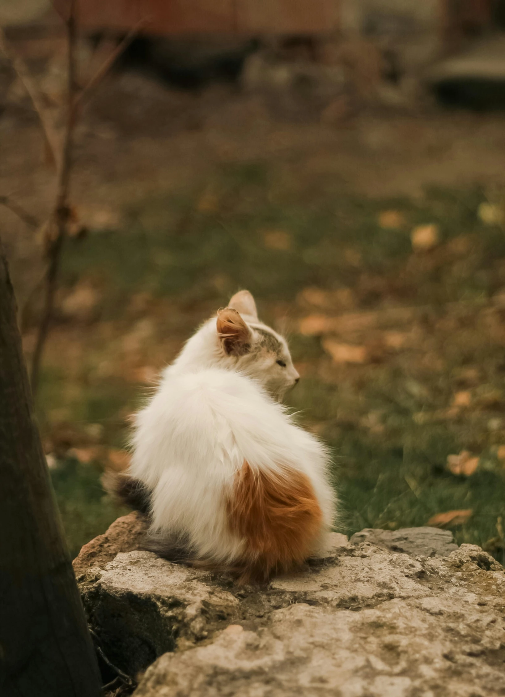 a white and brown cat sitting on top of a rock