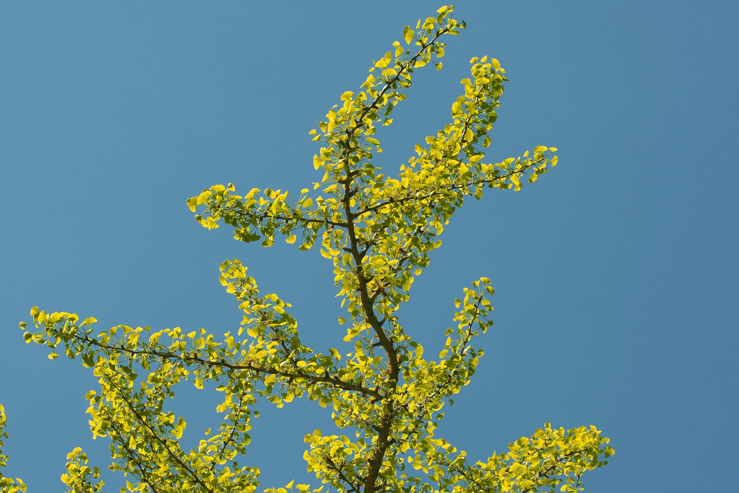 the top of a tree against a clear blue sky