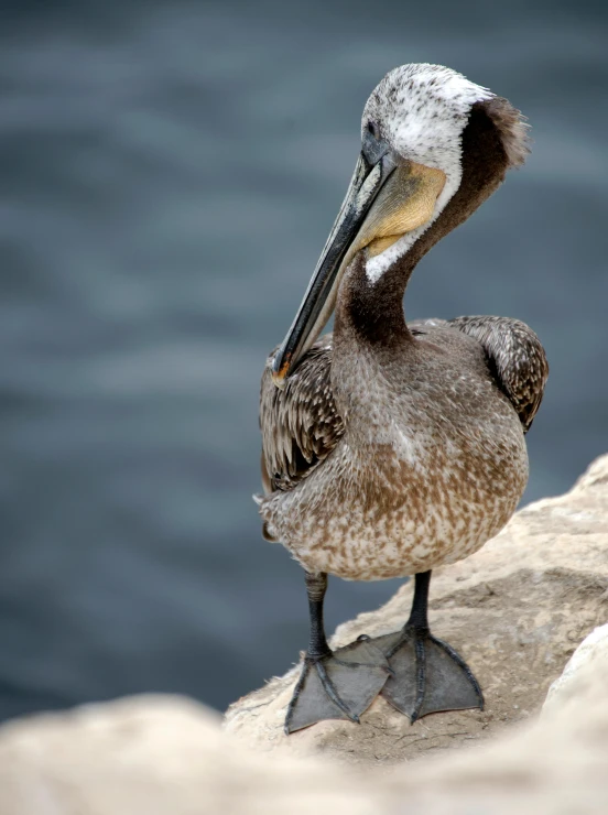 a bird sitting on top of a rock next to water