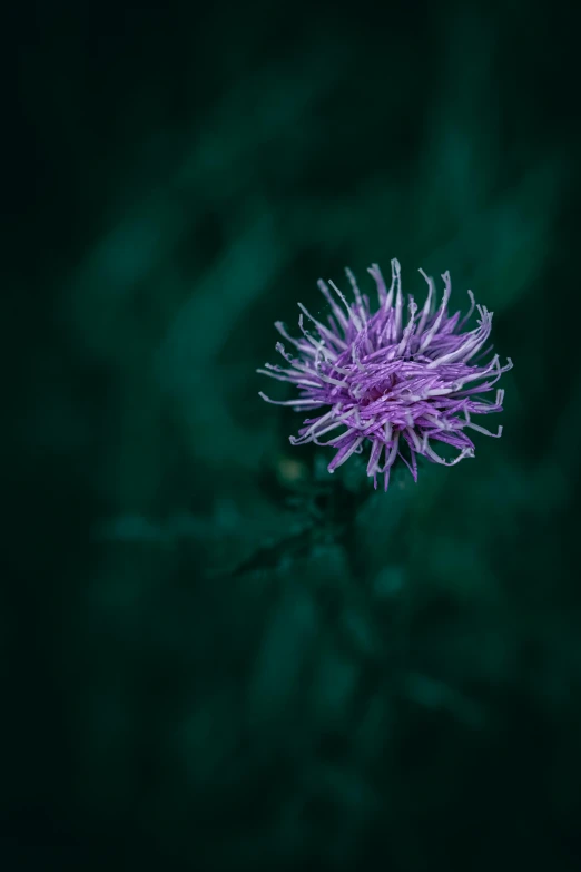 an extreme close - up s of a purple flower