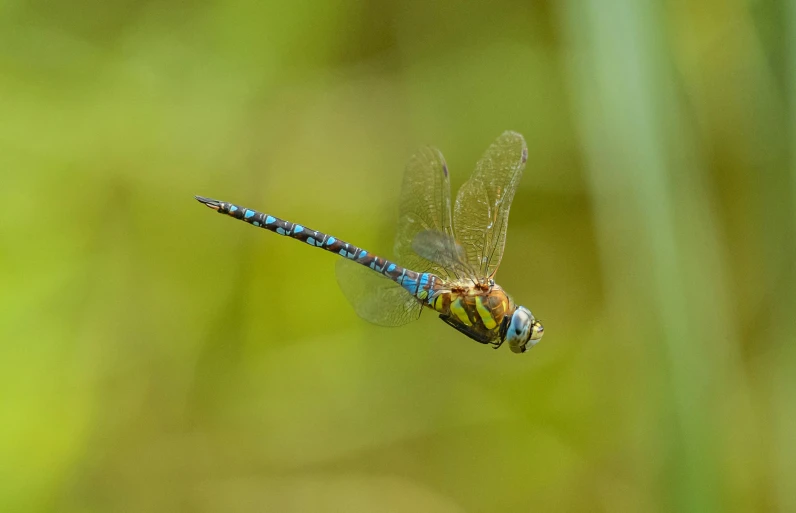 a blue and yellow dragonfly on top of a plant