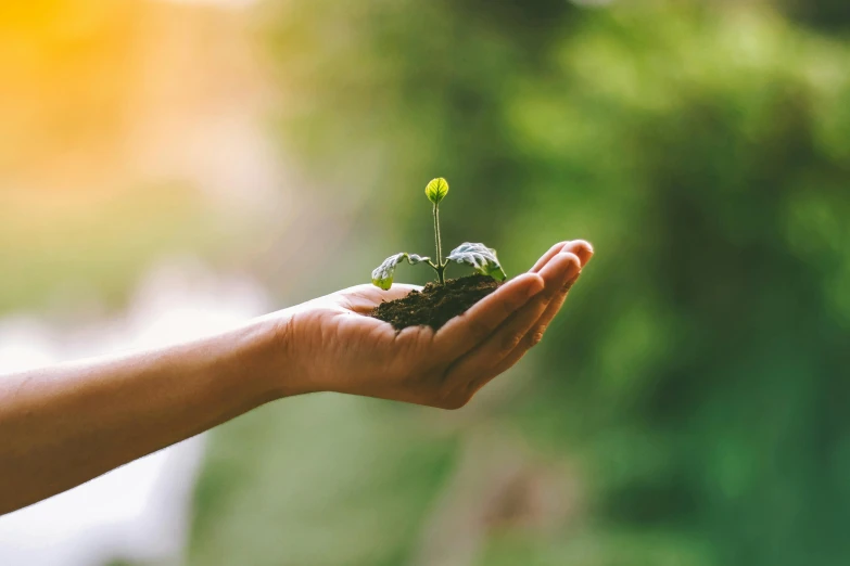 someone holding a plant in their hand over grass