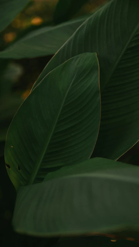 green plants with leaves in the middle