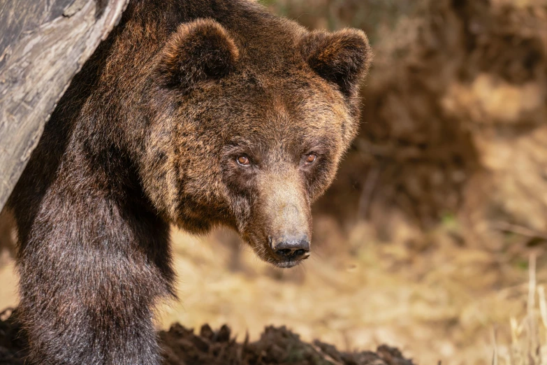 a brown bear peeks out from under a log