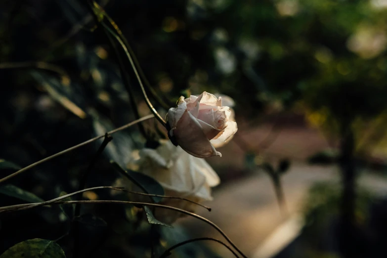 a lone flower is standing out in the sun