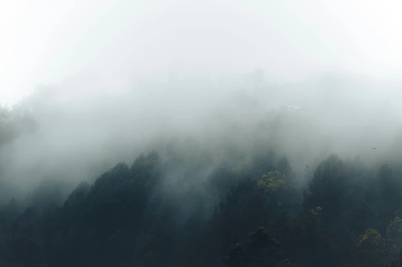 many trees on the side of a mountain covered in fog