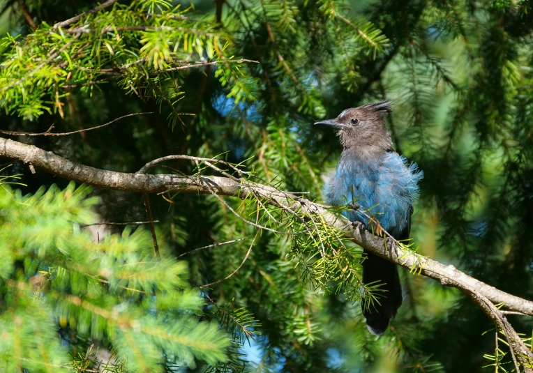 blue and gray bird perched in a pine tree