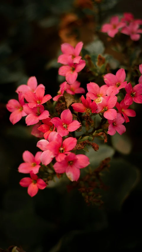 some pink flowers are sitting in a dark room