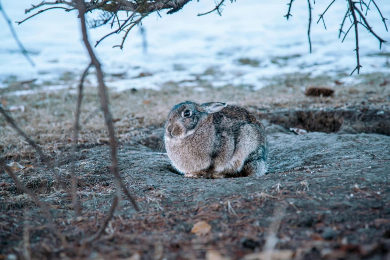 a furry rabbit is sitting on the ground