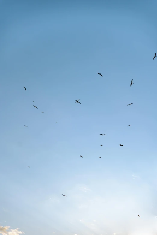 a flock of birds is flying through the sky