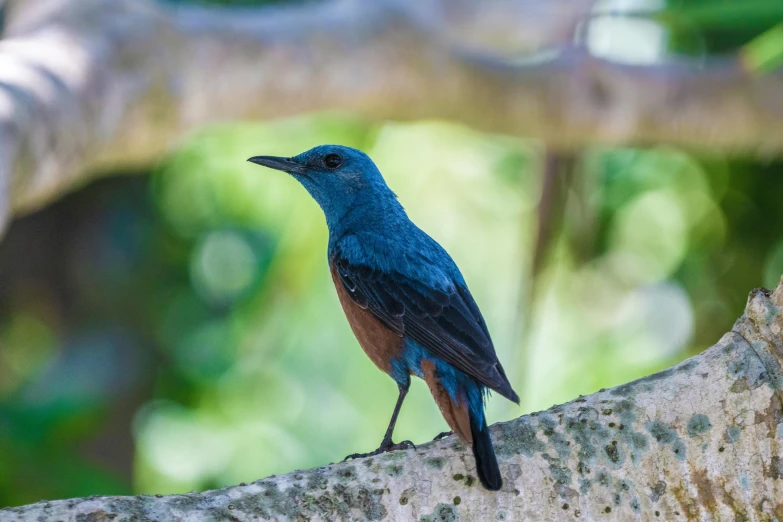 a blue bird is perched on a tree limb