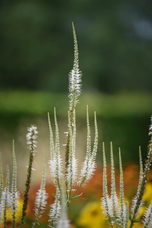 a close - up view of some very pretty flowers