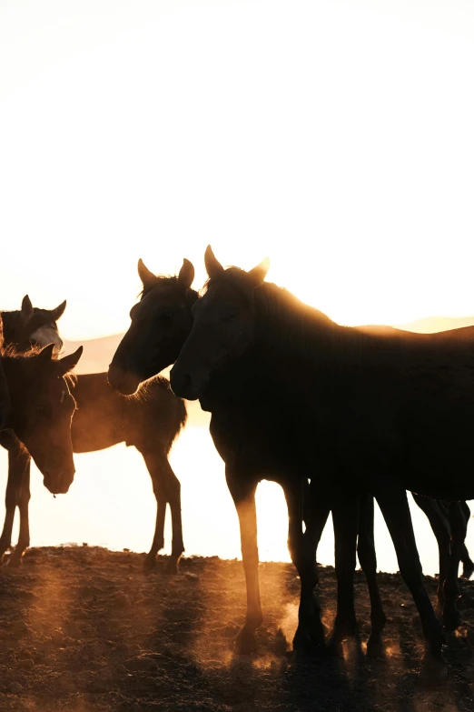 a number of horses near one another on a field