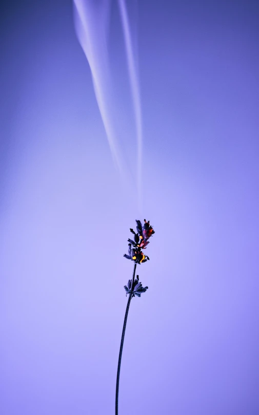 a plant with the smoke billowing out of it