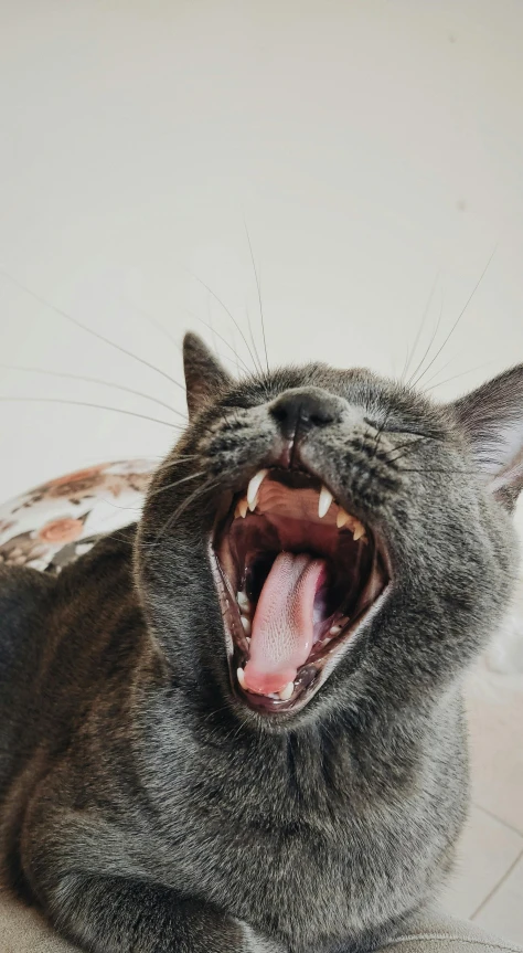 a cat is hissing with it's teeth wide open