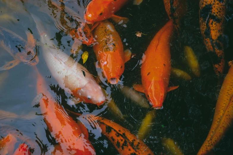 several orange and yellow fish are swimming in the water