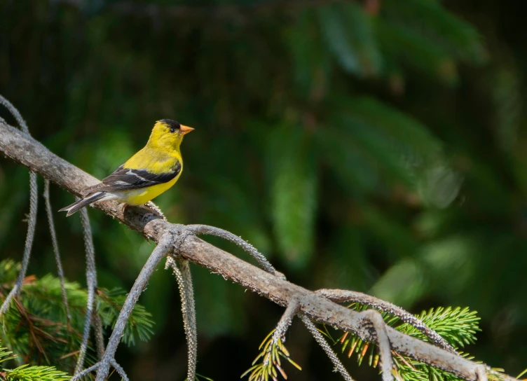 a yellow and black bird is perched on a nch