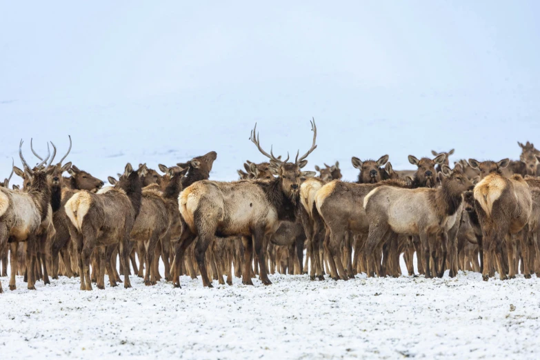 a heard of mooses are standing together in the snow