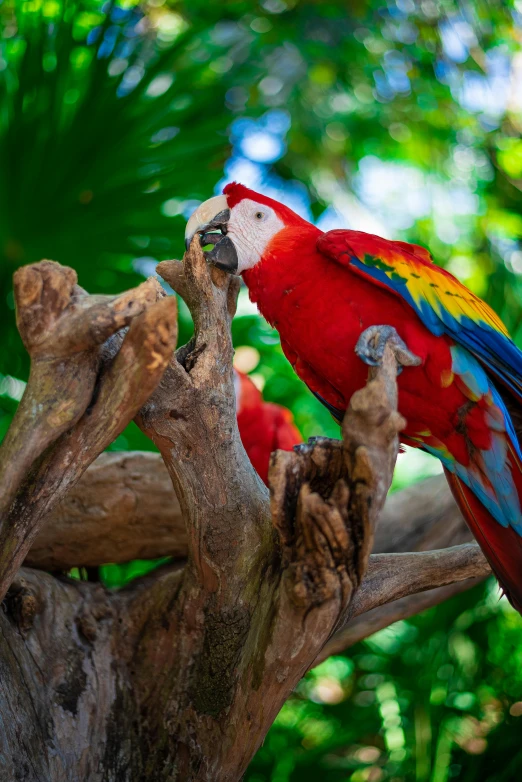 a colorful parrot perched on a tree nch in the forest