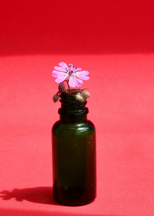 purple flower sitting in green glass bottle on red surface
