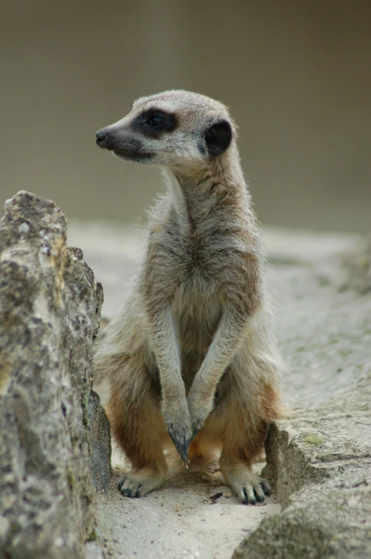 the small animal is standing on the rocks