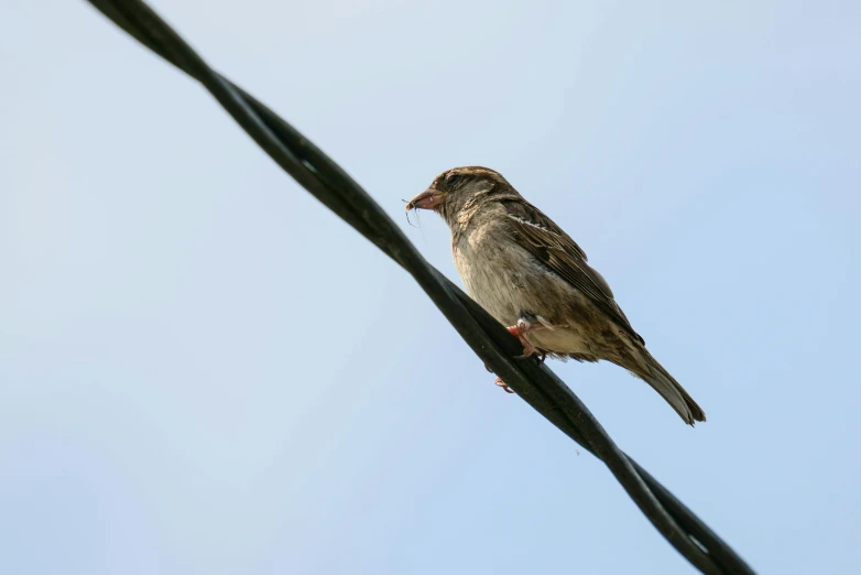 the bird sits on top of the wire on the high wire