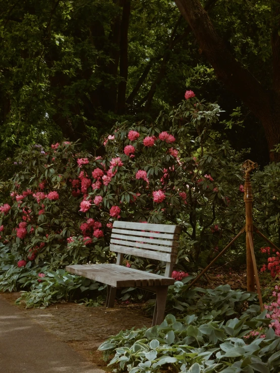a park bench sitting in the middle of flowers