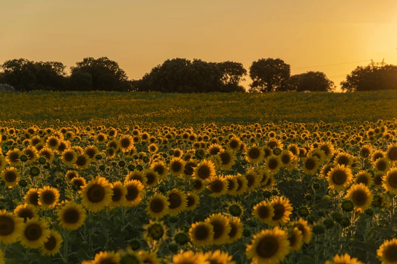 a large sunflower field in a city park