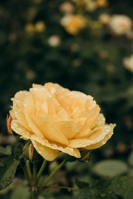 yellow flower with raindrops and green leaves