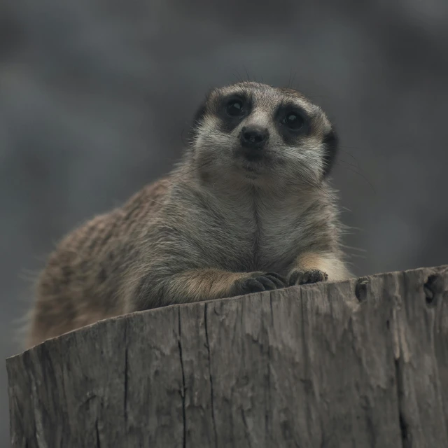 a small gray animal standing on top of a tree stump