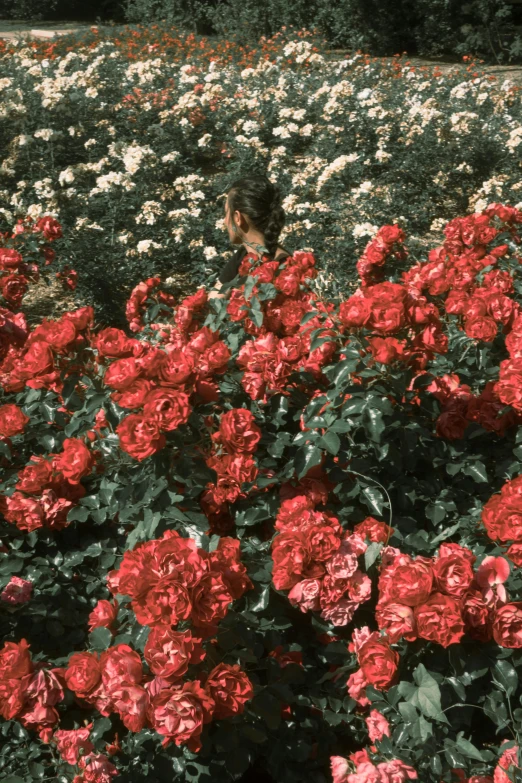 a field full of red and white flowers