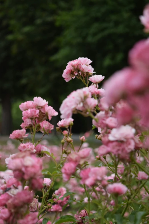 small pink flowers are blooming in the park