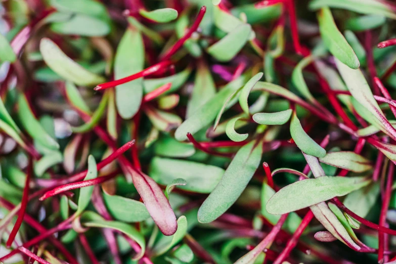 various varieties of fresh plant stems with green and red leaves