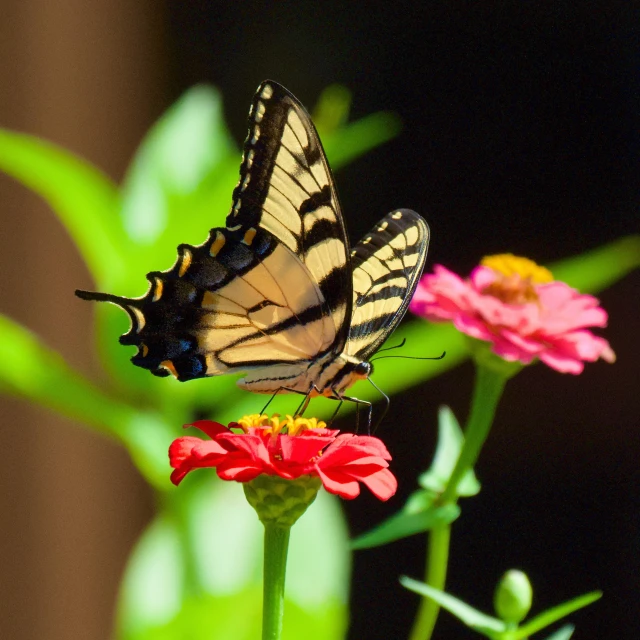 there is a erfly that is sitting on a flower