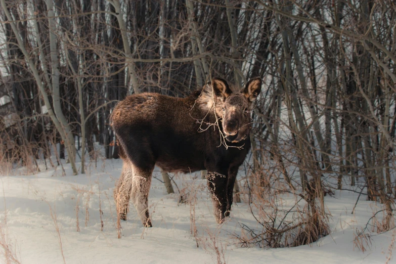 a moose in the middle of a snowy field with tall trees behind it