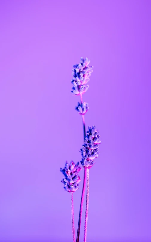 three purple flowers, arranged in an assortment