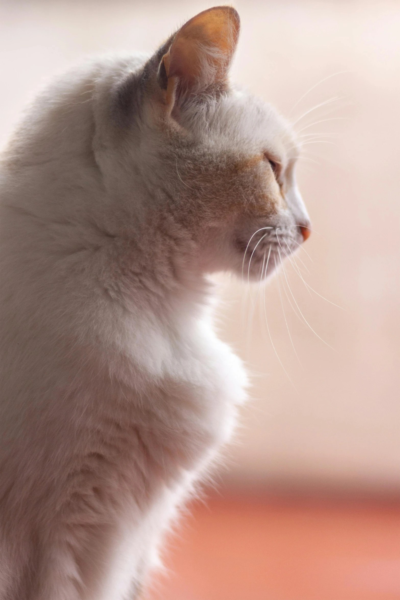 a white cat sits looking out a window