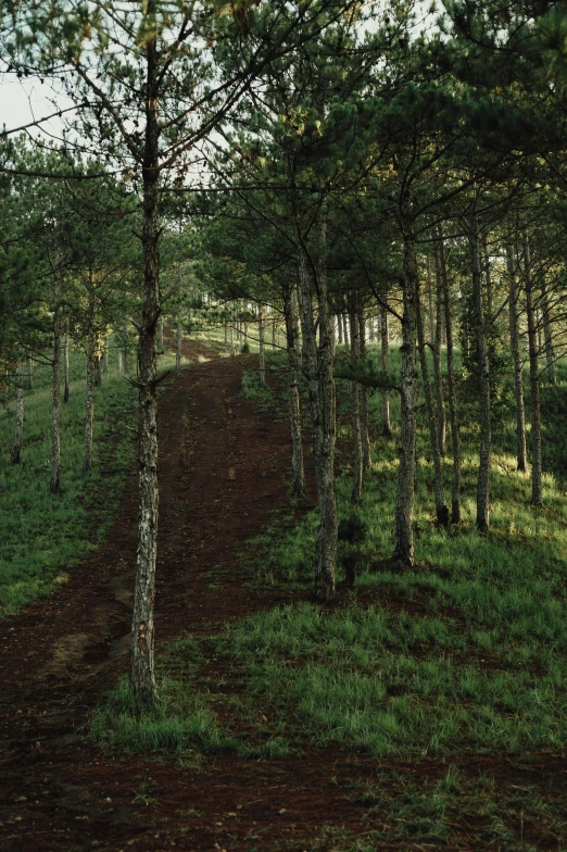 a wooded hill with many trees on it