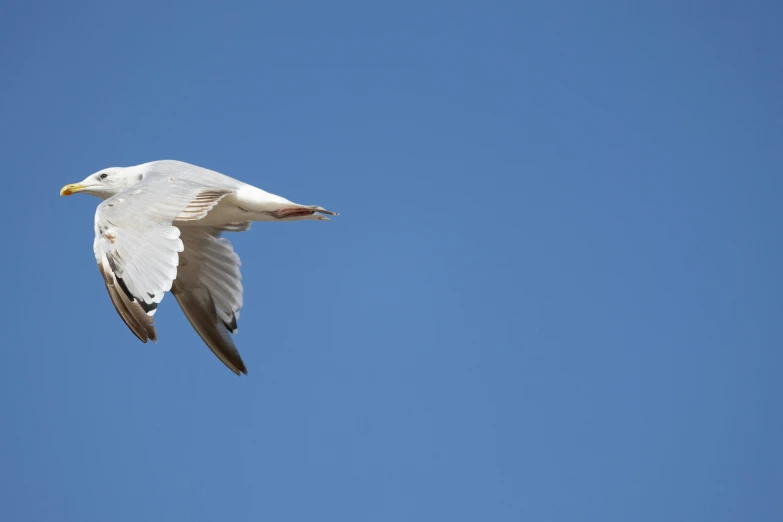 a white bird in the blue sky