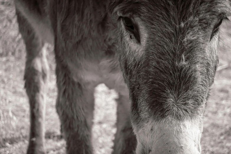 the small cow is looking at the camera