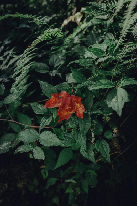 red leaf in the middle of green foliage