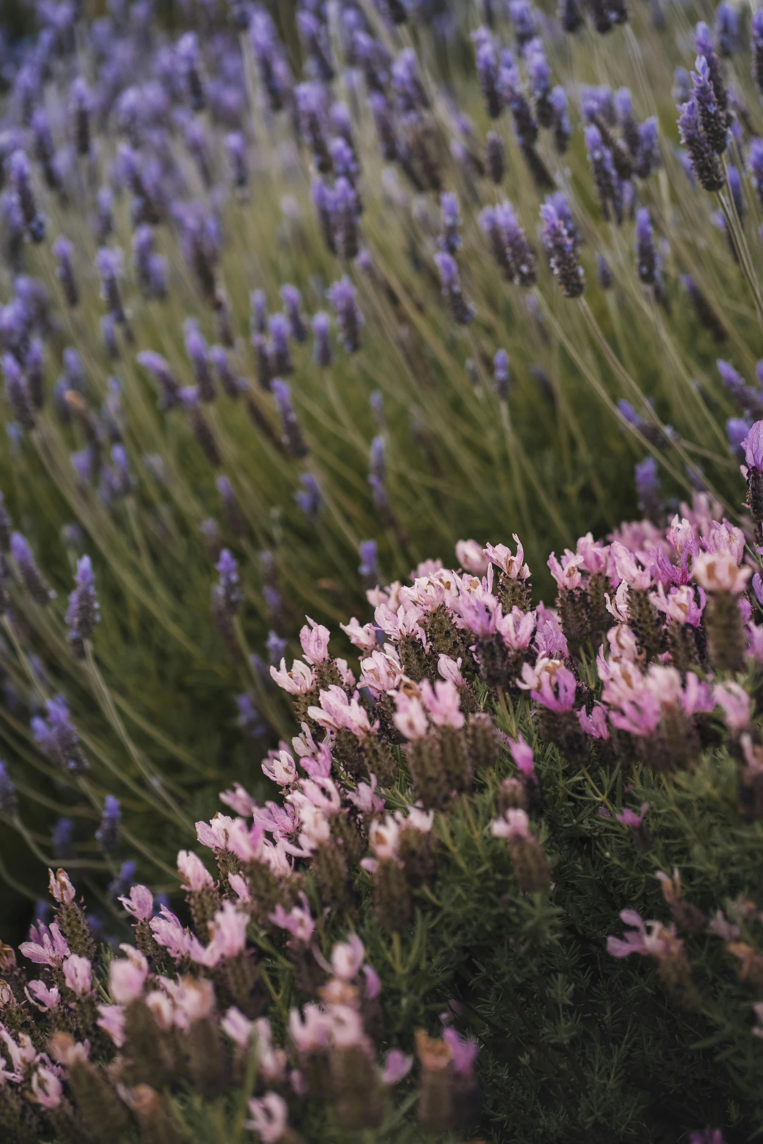 lavender flowers are growing in the field near a bench