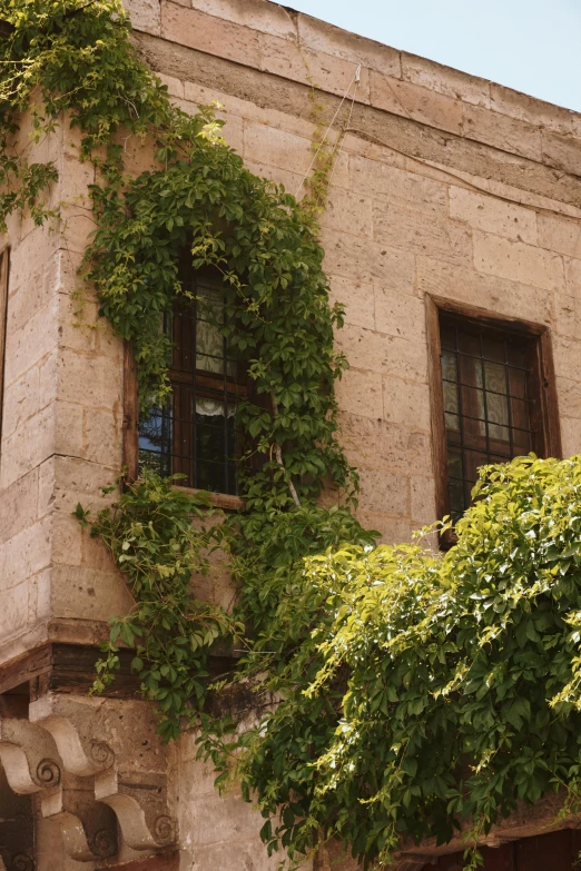 ivy on the facade of a building, with windows open