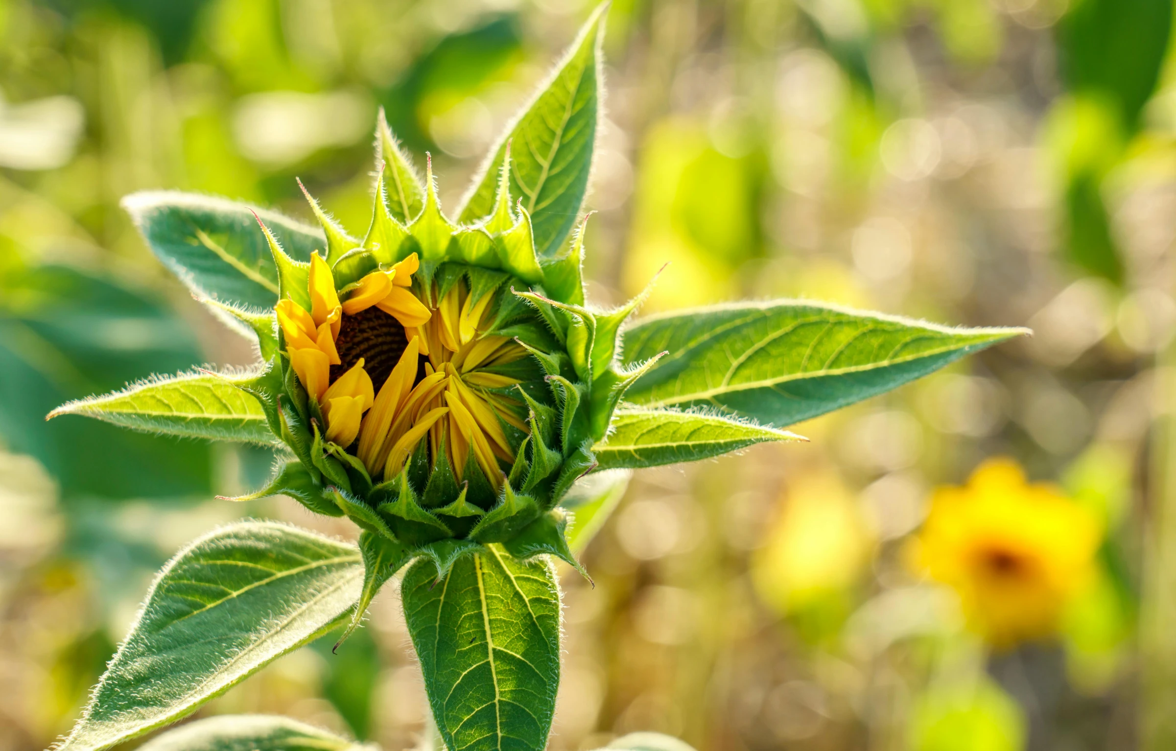 an up close s of a small sunflower