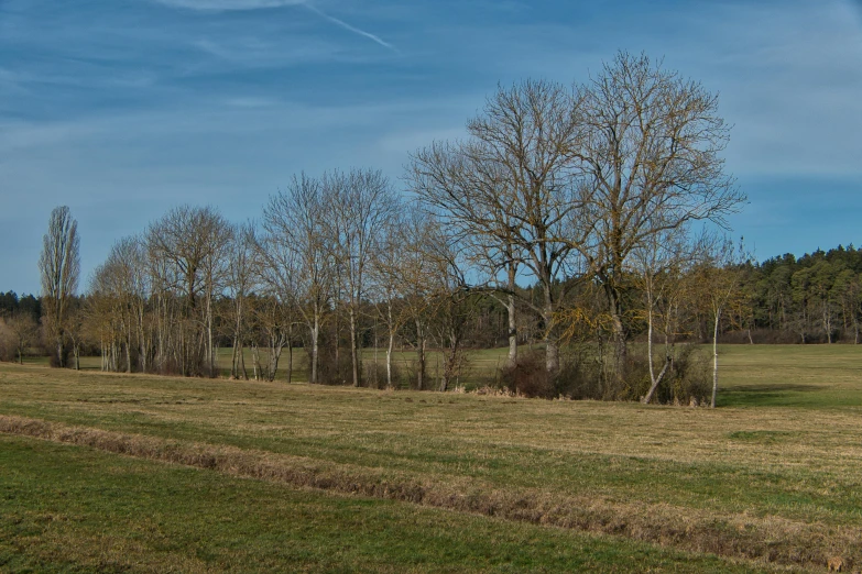 a grassy area with trees and grass