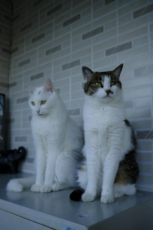 a cat sitting on top of a table next to another cat