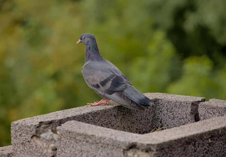 a pigeon sitting on the edge of a stone wall